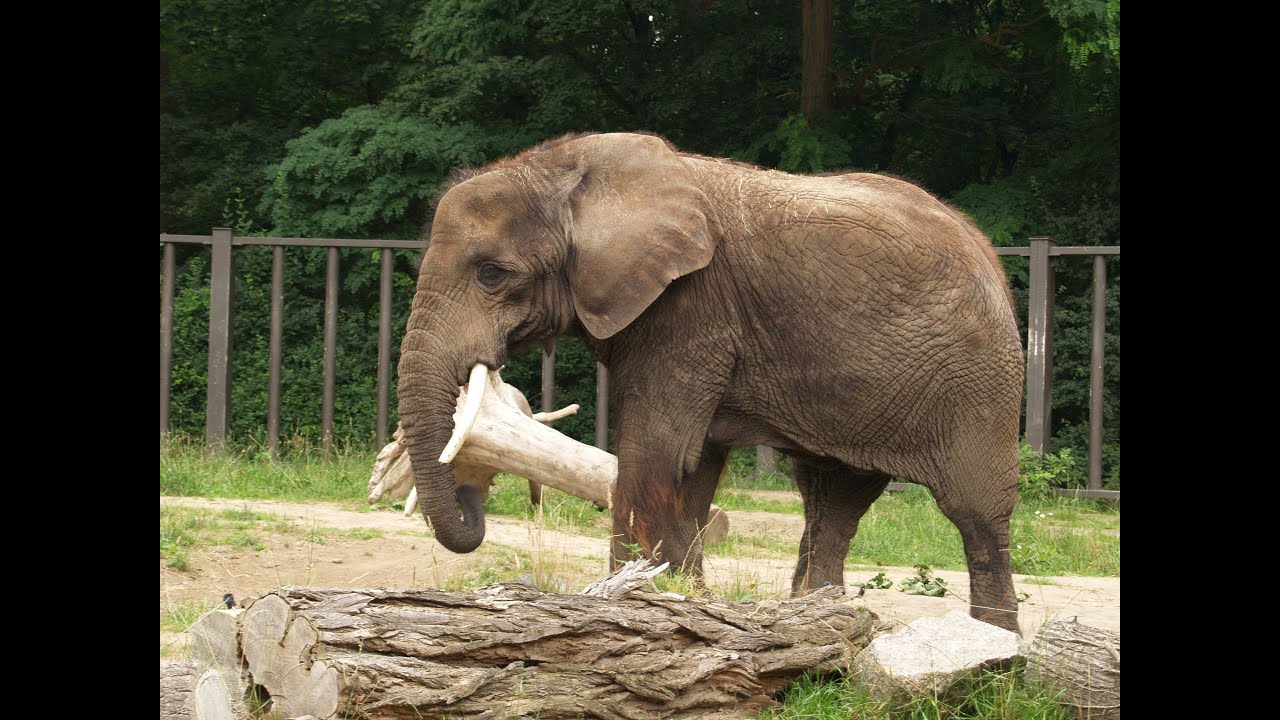 lustiges Kinderlied, Tiere im Zoo, Tierpark, Tiergehege, Ein Tag im Zoo