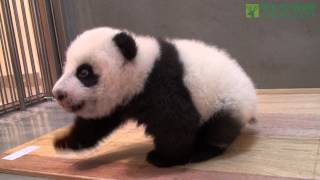 圓仔學步--一步一腳印 The Giant Panda Cub Step by Step