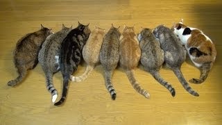 ９匹の猫ガツガツと食事をする！9Cats Gobble down food！