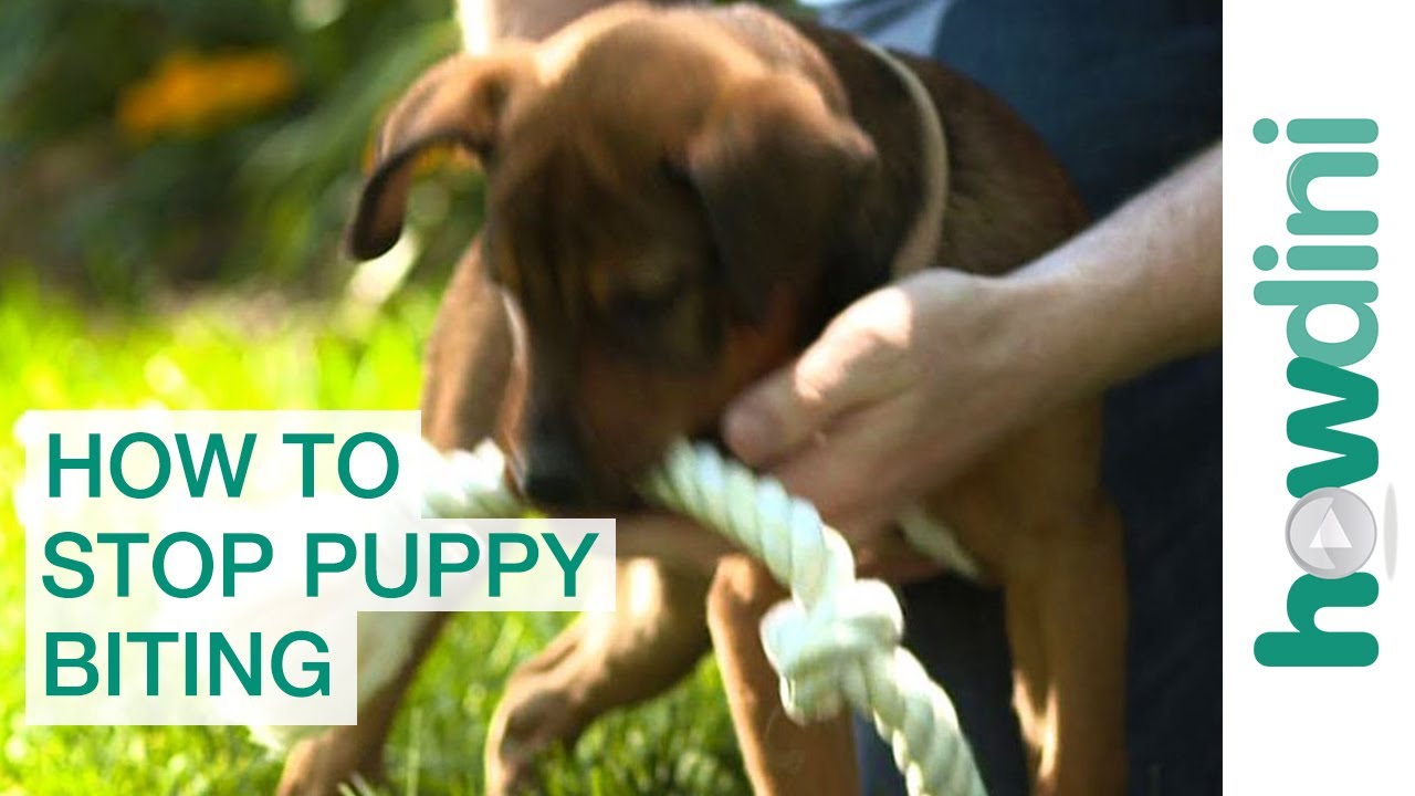 How To Stop Puppy Biting: Training Puppies Not to Bite ...