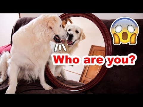What Does My Dog Do When He Sees Himself in a Mirror?