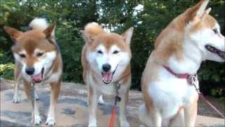 柴犬ひかいちめろ　あくび　Yawn of Shiba Inu