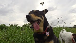 Dog Flies A Kite