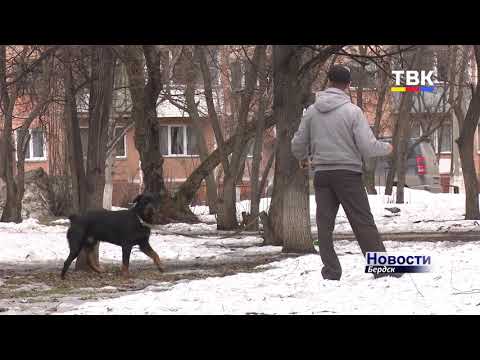 Большая собака укусила в лицо маленького бердчанина