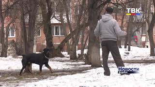 Большая собака укусила в лицо маленького бердчанина