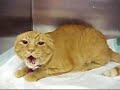 Thumbnail 2 for Very Angry Cat Thumbnail 2 for Very Angry Cat