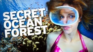 Ancient Underwater Forest Discovered!!