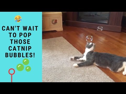 Funny Cats Popping Playing With Catnip Bubbles | Funny Cats