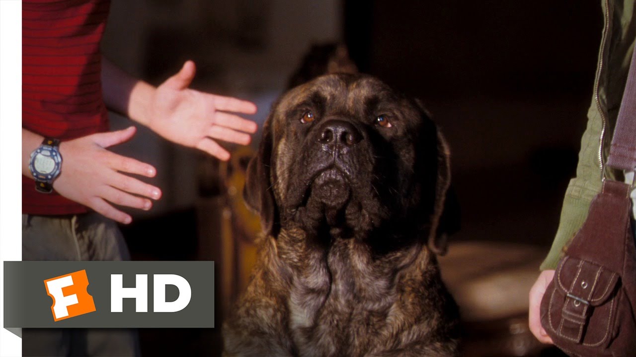 hotel for dogs cast hotel for dogs 5 10 clip all that for a look out the window 2009 hd hotel for dogs cast hotel for dogs 5 10 clip all that for a look out the window 2009 hd
