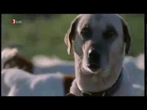 Brochure about Turkish shepherd dog -- Kangal / The Kangal Dog Club ... Brochure about Turkish shepherd dog -- Kangal / The Kangal Dog Club ...