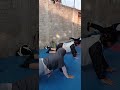 STRONG NATION DOJO HOSHI WITH SYNC SHILA