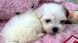 단추의 여자친구가 왔어요! (대도서관네 강아지들) Coton de Tulear