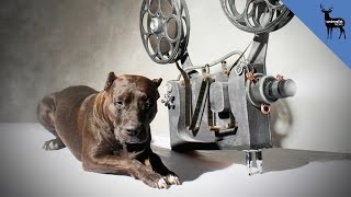 Animals Were Harmed in the Making of These Films