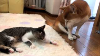 ファンヒーターと柴犬と子猫 Shiba Inu and kitten which get warm at heating