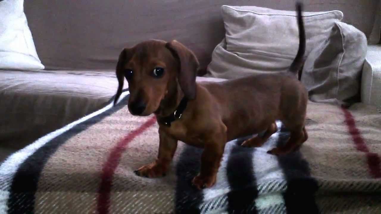 Cute puppy sausage dog on Sofa - YouTube