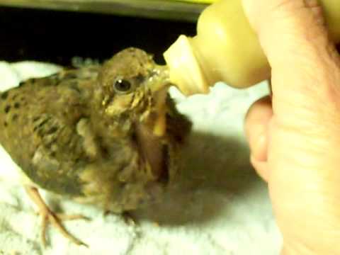 dove baby mourning feeding