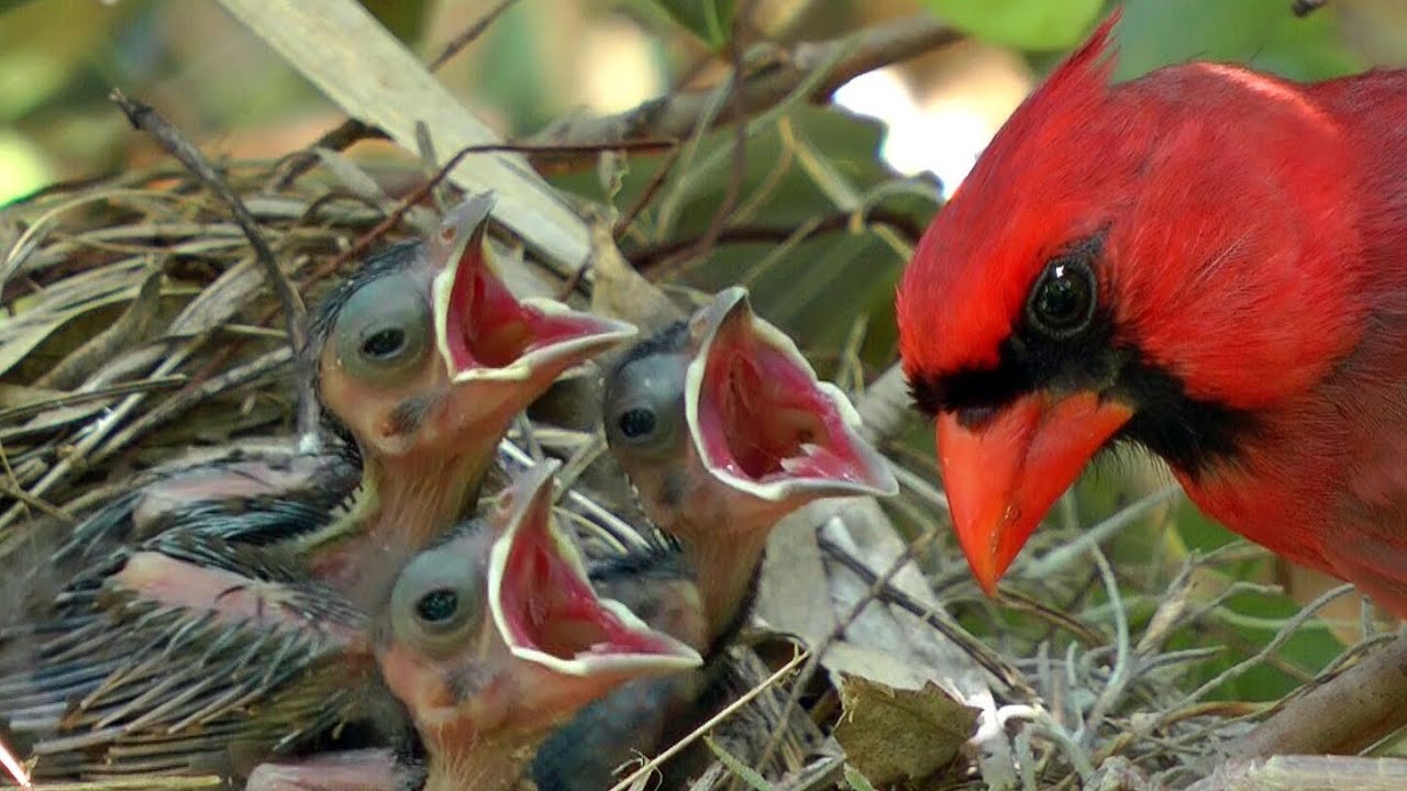 HD Northern cardinals feeding baby birds FYV 1080 HD YouTube