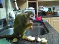 Pet squirrel Monkey Drying herself