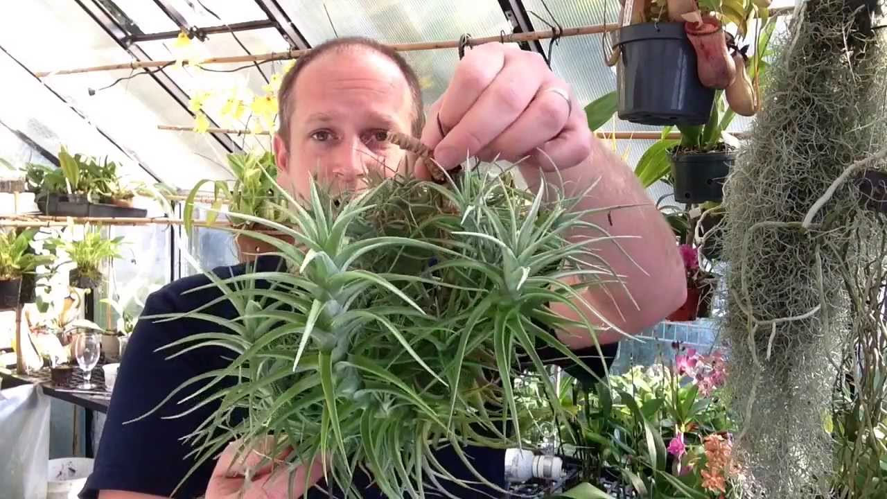 easy to grow air plants my air plant tillandsia collection care tips and tricks for happy easy to grow air plants my air plant tillandsia collection care tips and tricks for happy
