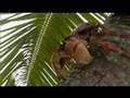 Le crabe de cocotier en pleine escalade à Aldabra.