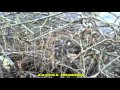 Nettoyage de L'Auze au Chambonnet le 01/03/2014 par l' A.A.P.P.M.A Yssingeaux