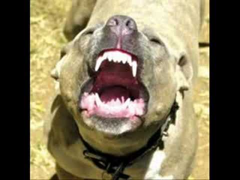 Pics Of Pitbulls Fighting. How To Fight Off A Pitbull