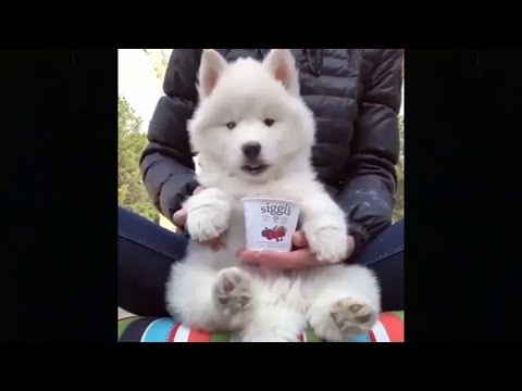 Cute and Funny Dog Videos 🐕😍 Funny Videos - Funny Animals - Try Not To Laugh