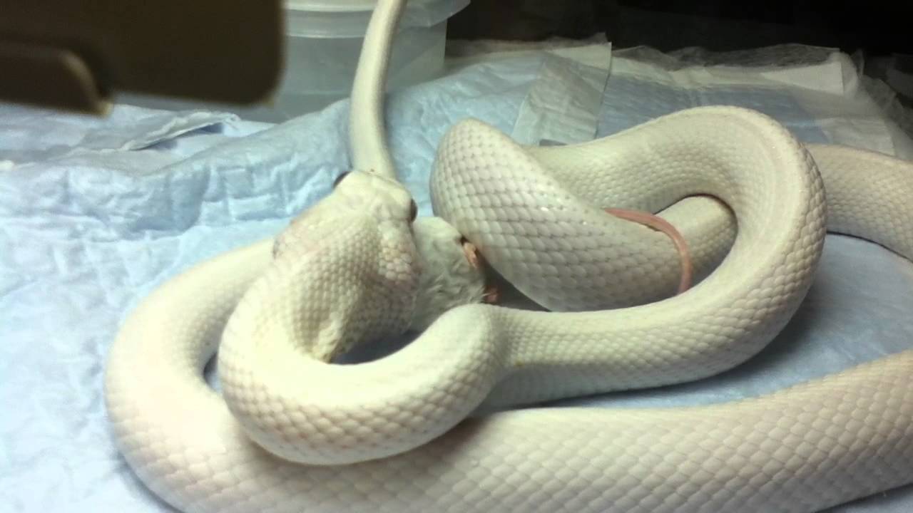 Leucistic Texas Rat Snake Eating - Youtube