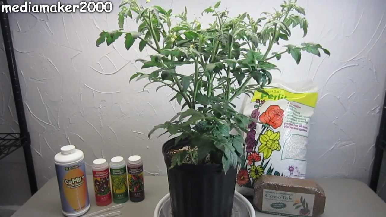 Easy Hydroponic Tomato - No Pumps! Experiment DIY - YouTube