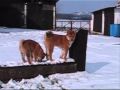 Shiba inu Snow février 3.wmv