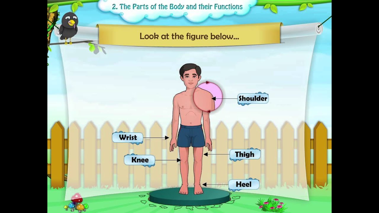 Learn Grade 1 - Science - The Parts Of The Body and Their Functions