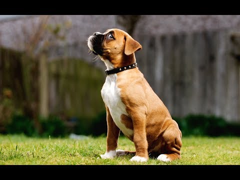TOP 10 dog barking videos compilation 2019 ♥ Dog barking sound Funny dogs