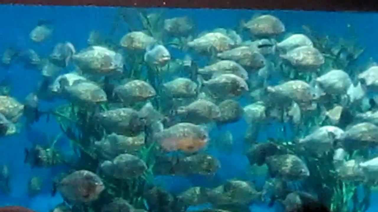 ... di Aquaria KLCC - Melihat Ikan Piranha di beri makanan - YouTube