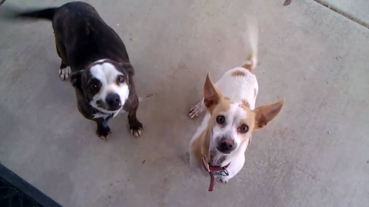 half pitbull half rottweiler pin half pitbull rottweiler on half pitbull half rottweiler pin half pitbull rottweiler on