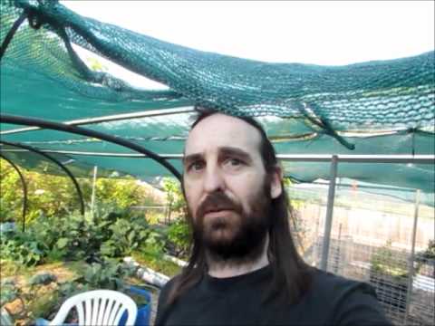 Backyard aquaponics youtube ~ Waters sistem