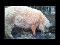 Rode Mangalitza november 2012