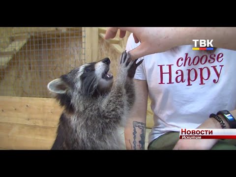 Летающий «котенок», енот Жужа и другие питомцы выставки «Animal park» ждут искитимцев в «Смайле» Летающий «котенок», енот Жужа и другие питомцы выставки «Animal park» ждут искитимцев в «Смайле»