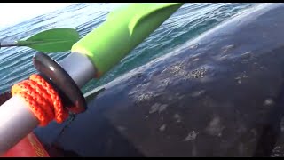 Kayak levantado por una ballena en Puerto Madryn