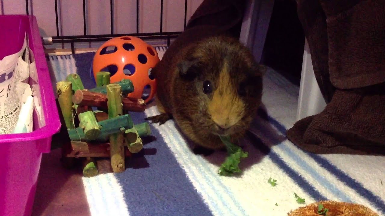 Guinea Pigs Move Indoors! YouTube