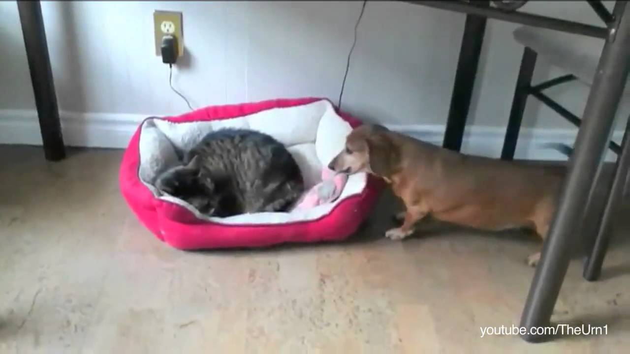 Jerk" Cats Stealing Dog Beds - YouTube