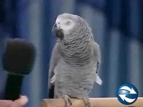 funny pet videos. Funny Pet Videos - Funny Birds