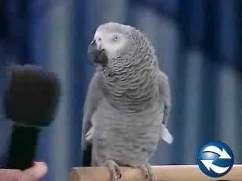 funny bird