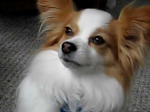 Dog crying over stolen treat - YouTube