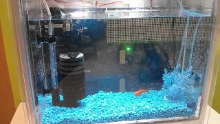 Bluereef (The Internet Enabled Fishtank v2)