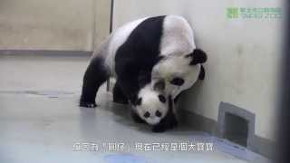 圓圓的育兒之道 Giant Panda Yuan Yuan Took Her Baby Back To Bed