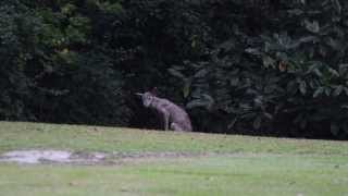 Chupacabra Caught On Camera! Full Video Picayune,MS [HD]