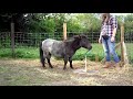 Miniature Horse Does Dog Tricks