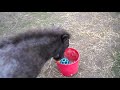 Miniature Horse Does Dog Tricks