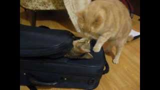 Cats vs backpack