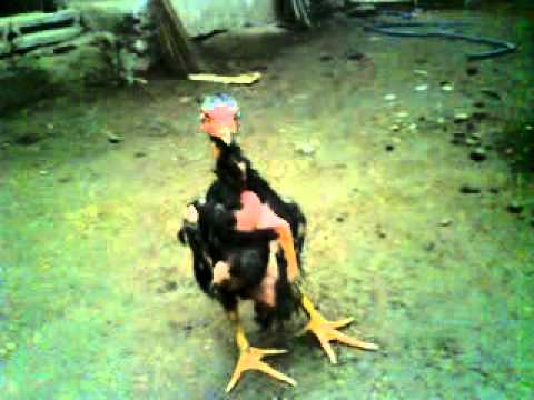 binatang ajaib.MP4 - YouTube